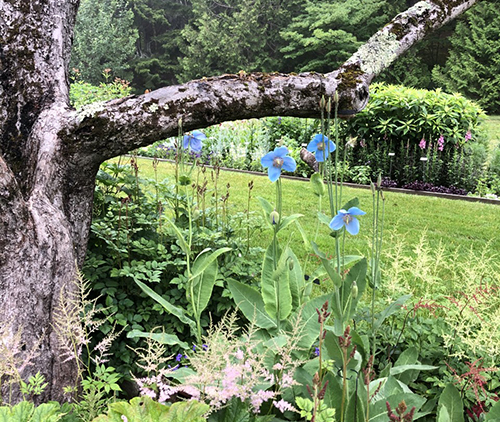 Blue flowers. Links to Gifts of Life Insurance
