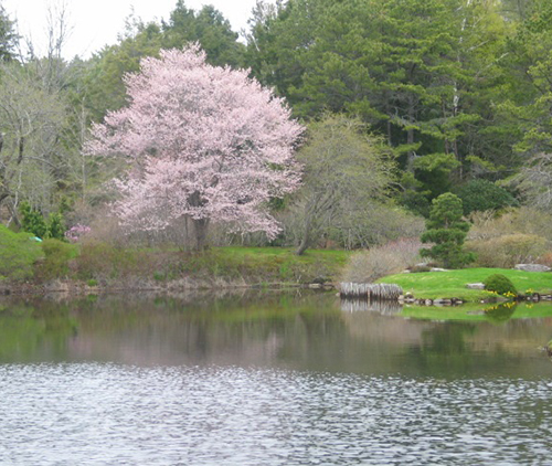 A forest next to a pond. Links to Donor-Advised Funds