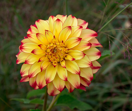 A close up of a flower. Links to Beneficiary Designations