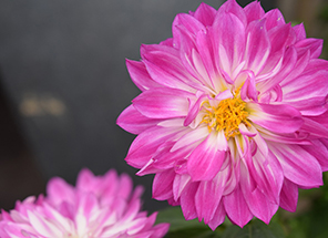 Pink flowers. Link to Life Stage Gift Planner Ages 60-70 Situations.