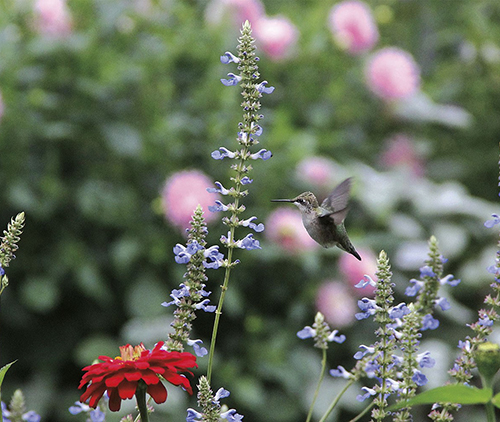 Hummingbird flying around a flower. Links to Tangible Personal Property
